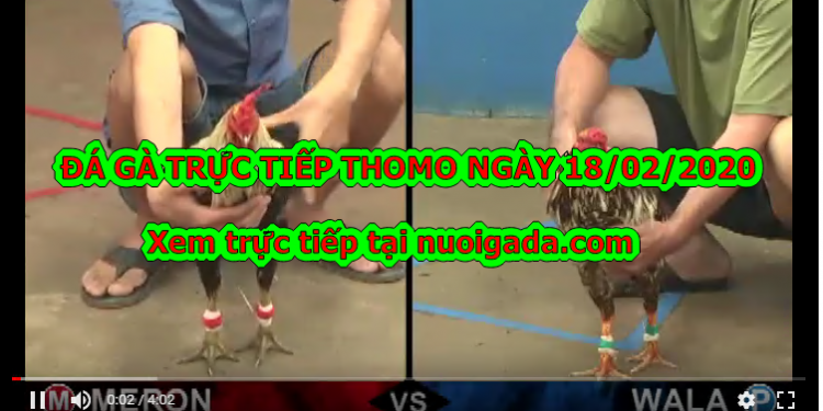 Đá gà Thomo trực tiếp Hôm Nay ngày 18/2/2020