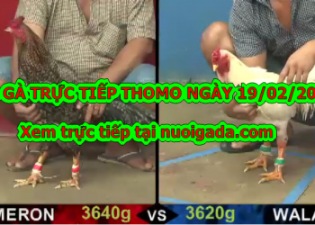 Xem đá gà cựa sắt MỚI NHẤT ngày 19/2/2020