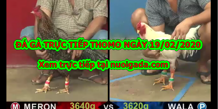 Xem đá gà cựa sắt MỚI NHẤT ngày 19/2/2020