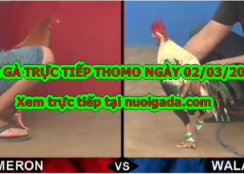 Đá gà trực tiếp 999 hôm nay ngày 25/2/2020