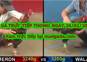 Đá gà Campuchia MỚI NHẤT ngày 20/2/2020