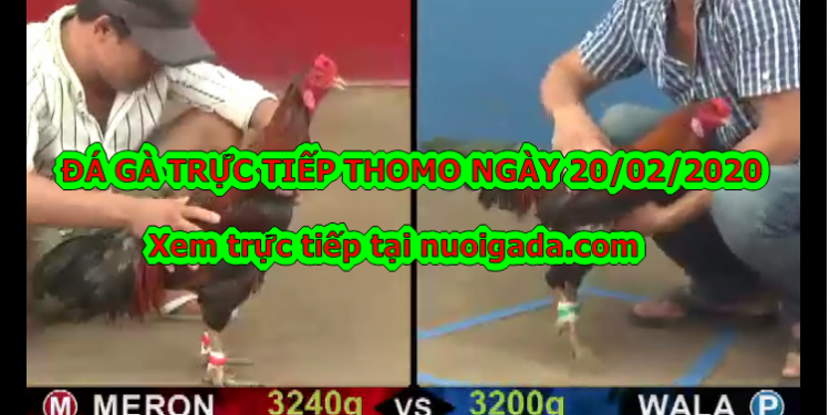 Đá gà Campuchia MỚI NHẤT ngày 20/2/2020
