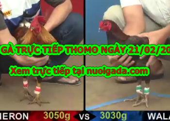 Đá gà trực tiếp ngày hôm nay 21/2/2020