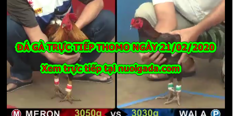 Đá gà trực tiếp ngày hôm nay 21/2/2020