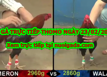 Xem đá gà trực tuyến ngày 23/2/2020