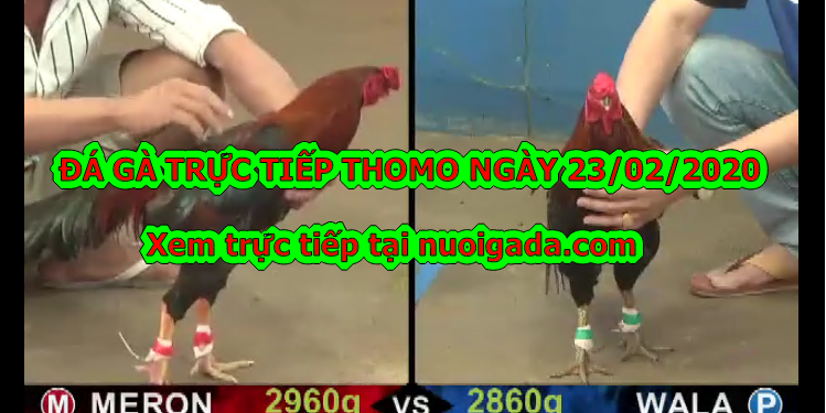 Xem đá gà trực tuyến ngày 23/2/2020