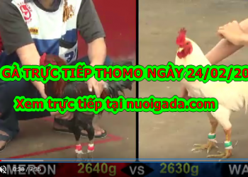 Đá gà cựa sắt trực tiếp thứ 2 ngày 24/2/2020