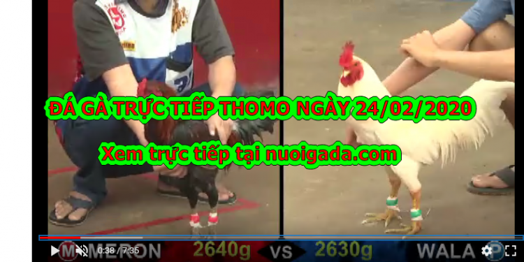 Đá gà cựa sắt trực tiếp thứ 2 ngày 24/2/2020