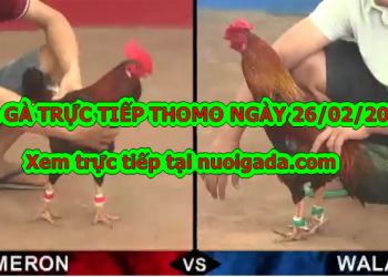 Đá gà trực tiếp 999 hôm nay ngày 25/2/2020