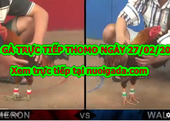 Đá gà trực tiếp 999 hôm nay ngày 25/2/2020