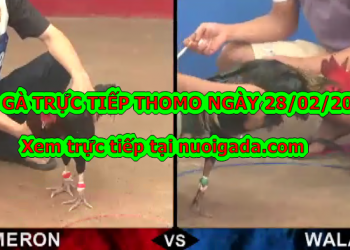 Đá gà trực tiếp 999 hôm nay ngày 25/2/2020