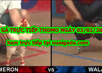 Xem đá gà Campuchia thứ 2 ngày 3/2/2020