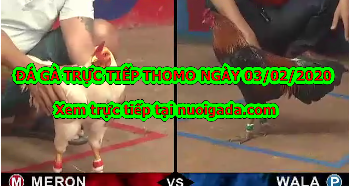 Xem đá gà Campuchia thứ 2 ngày 3/2/2020