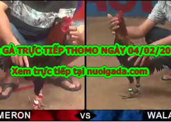 Coi đá gà trực tiếp bình luận ngày 4/2/2020