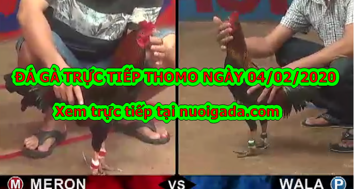 Coi đá gà trực tiếp bình luận ngày 4/2/2020