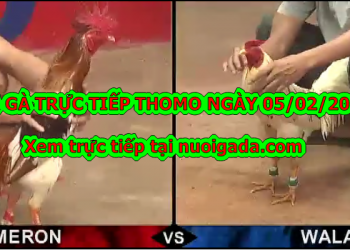 Đá gà trực tiếp hôm nay ngày 5/2/2020