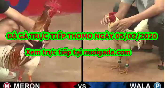Đá gà trực tiếp hôm nay ngày 5/2/2020