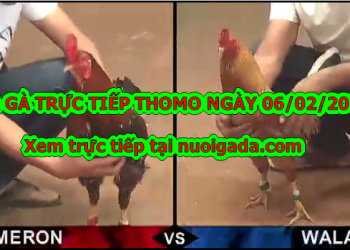 Đá gà trực tiếp hôm nay ngày 5/2/2020