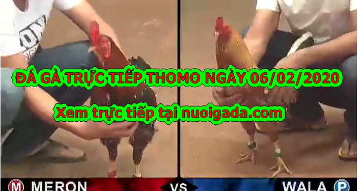 Đá gà trực tiếp hôm nay ngày 5/2/2020