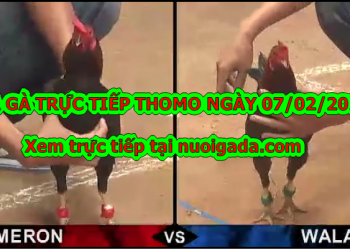 Đá gà trực tiếp hôm nay ngày 5/2/2020