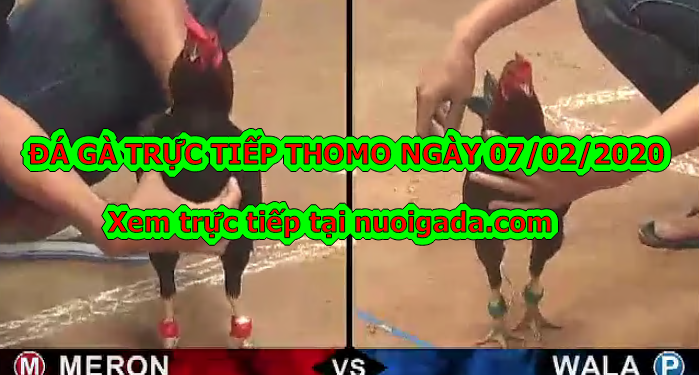 Đá gà trực tiếp hôm nay ngày 5/2/2020