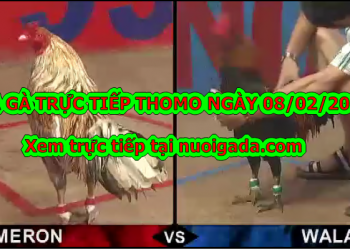 Đá gà trực tiếp hôm nay ngày 5/2/2020