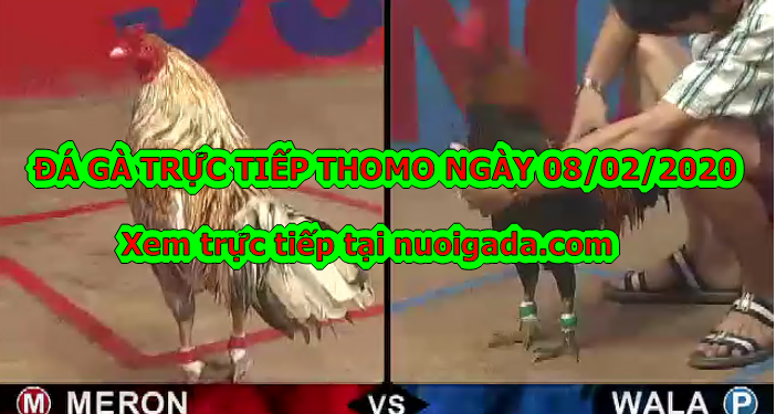 Đá gà trực tiếp hôm nay ngày 5/2/2020