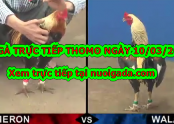 Đá gà trực tuyến thứ 3 ngày 10/3/2020