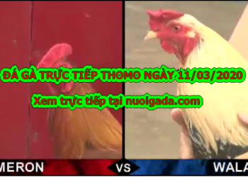 Đá gà trực tuyến thứ 3 ngày 10/3/2020
