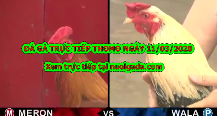 Đá gà trực tuyến thứ 3 ngày 10/3/2020