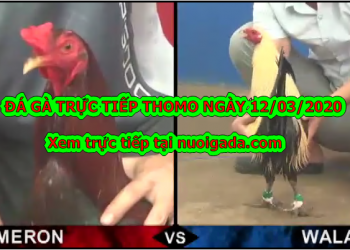 Đá gà trực tuyến thứ 3 ngày 10/3/2020