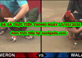 Đá gà trực tuyến thứ 3 ngày 10/3/2020