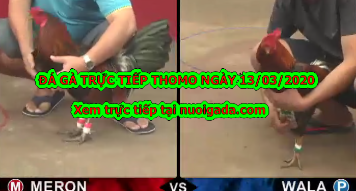 Đá gà trực tuyến thứ 3 ngày 10/3/2020