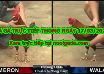Đá gà trực tiếp Casino ngày 17/3/2020