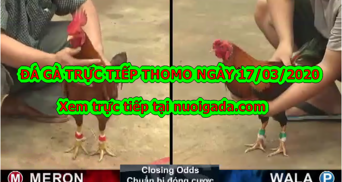Đá gà trực tiếp Casino ngày 17/3/2020