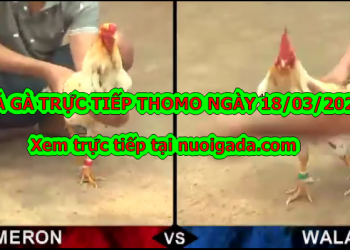 Trực tiếp đá gà Campuchia Hôm Nay ngày 18/3/2020
