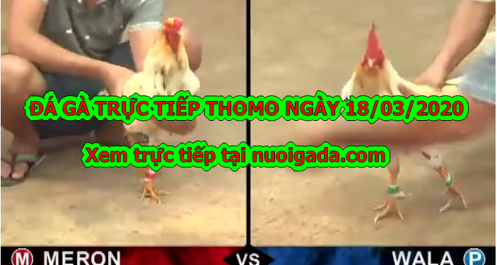 Trực tiếp đá gà Campuchia Hôm Nay ngày 18/3/2020