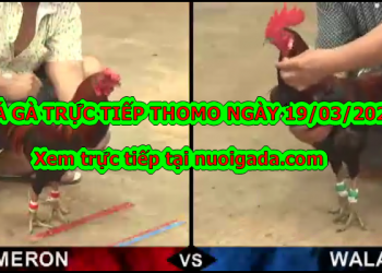Đá gà bình luận trực tiếp ngày 19/3/2020