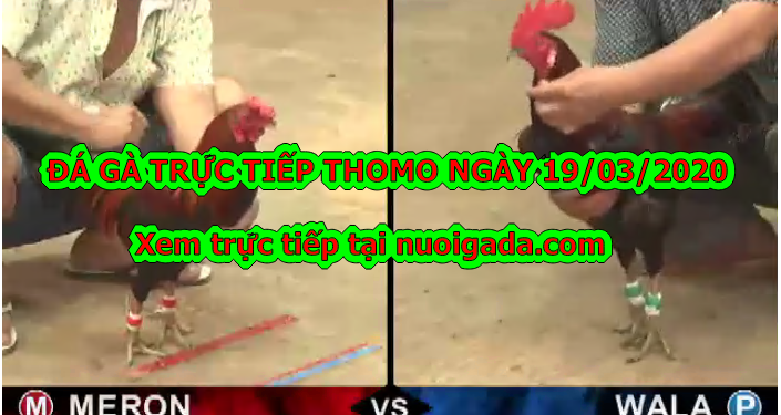Đá gà bình luận trực tiếp ngày 19/3/2020