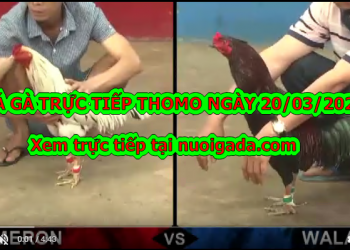 Xem đá gà trực tuyến ngày 20/3/2020