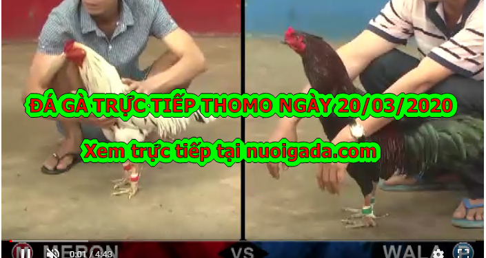 Xem đá gà trực tuyến ngày 20/3/2020