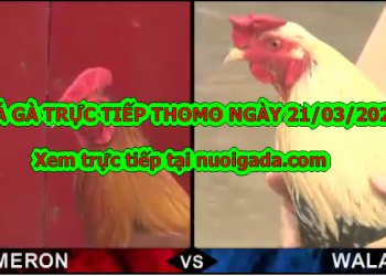 Đá gà Campuchia trực tiếp ngày 21/3/2020