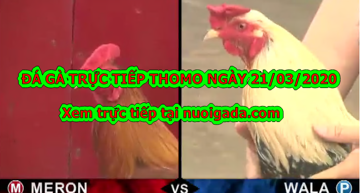 Đá gà Campuchia trực tiếp ngày 21/3/2020