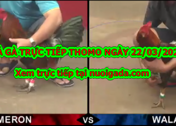 Đá gà Thomo trực tiếp (CỰC HAY) ngày 22/3/2020