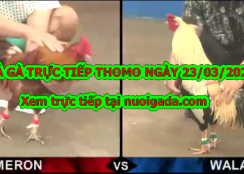 Đá gà Thomo trực tiếp Hôm Nay ngày 23/3/2020