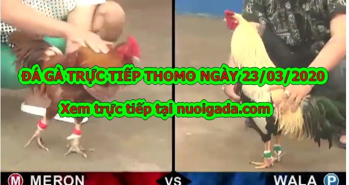 Đá gà Thomo trực tiếp Hôm Nay ngày 23/3/2020