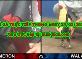Đá gà Thomo trực tiếp Hôm Nay ngày 23/3/2020