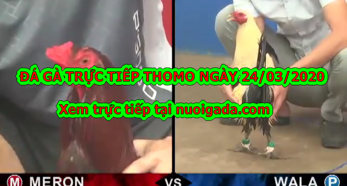 Đá gà Thomo trực tiếp Hôm Nay ngày 23/3/2020