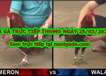 Đá gà trực tiếp có bình luận ngày 25/3/2020