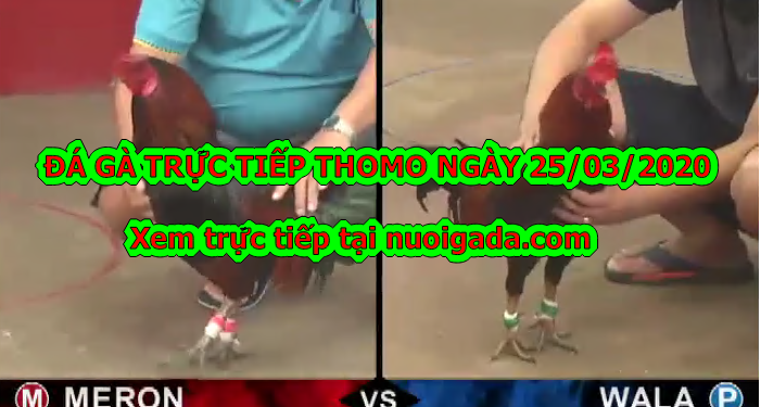 Đá gà trực tiếp có bình luận ngày 25/3/2020